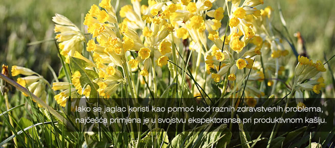 Stupasti jaglac (lat. Primula veris)